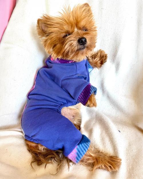 Foxie Polar Köpek Tulum Pijama