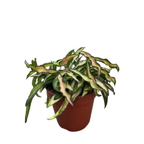 Hoya Wayetii 'Tricolor' (Mum Çiçeği)