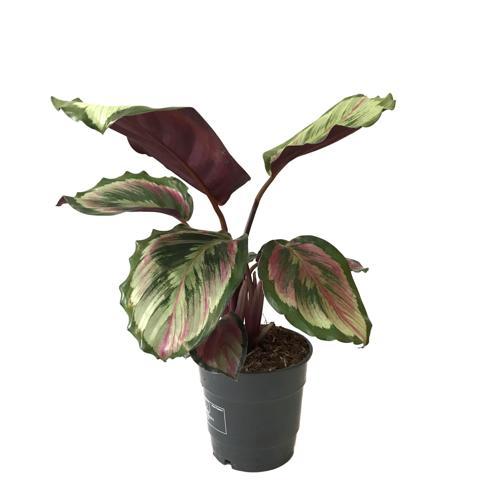 Calathea Roseopicta 'Pink Medallion' (Dua Çiçeği)