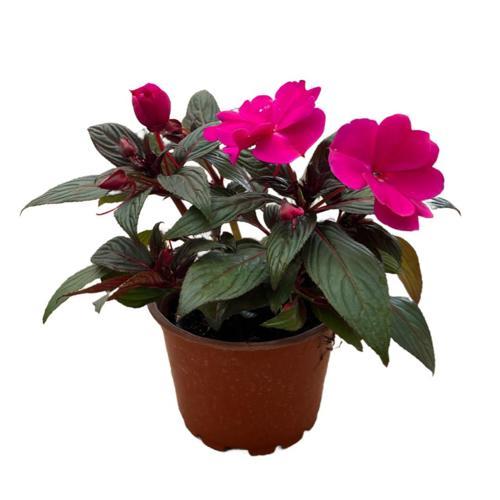 Impatiens Walleriana 'Fuşya' (Cam Güzeli Çiçeği)