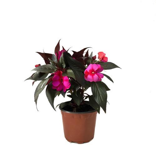 Impatiens Walleriana 'Pink Star' (Cam Güzeli Çiçeği)