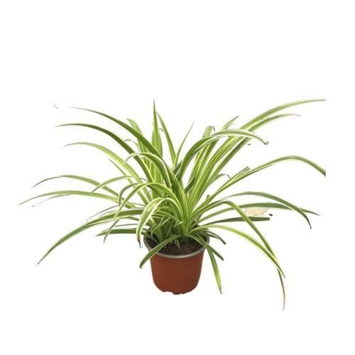 Chlorophytum Comosum 'Ocean' (Kurdele Çiçeği)