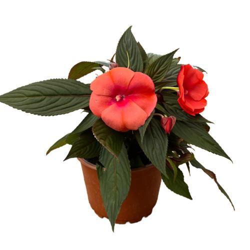 Impatiens Walleriana 'Somon' (Cam Güzeli Çiçeği)
