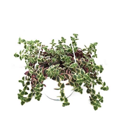 Crassula Marginalis