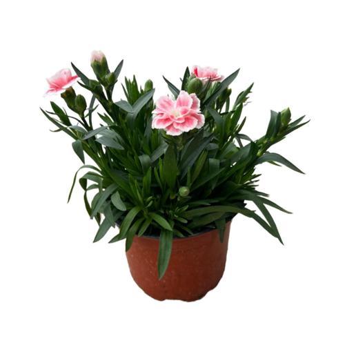Dianthus Chinensis 'Diwali' (Karanfil Çiçeği)