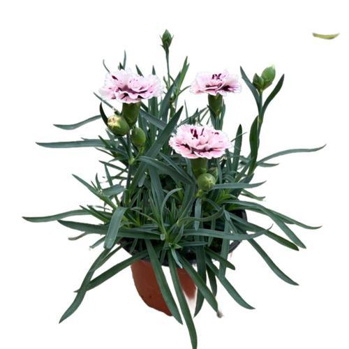 Dianthus Chinensis 'Sissy Pink' (Karanfil Çiçeği)