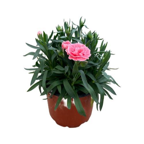 Dianthus Chinensis 'Sorbet' (Karanfil Çiçeği)