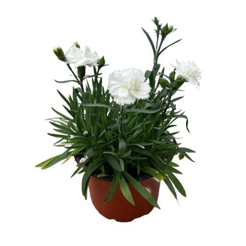 Dianthus Chinensis 'Whitney' (Karanfil Çiçeği)