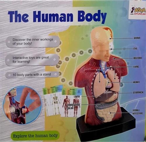 Maket Insan Vücut Seti 00926 3301