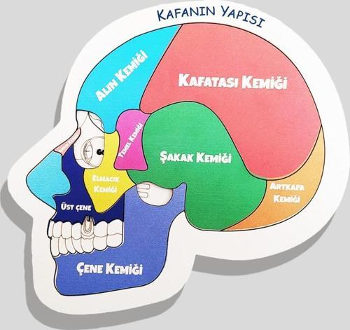 Kafanın Yapısı Ahşap Puzzle 83003,Eğitici Öğretici Geliştirici Ahşap Sağlıklı Oyuncak