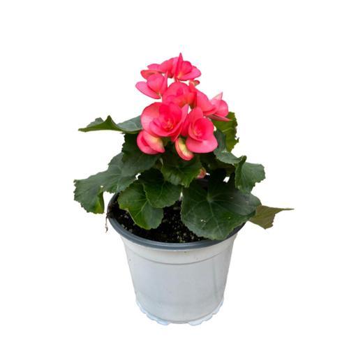 Begonia Elatior 'Pink' (Katmerli Begonya)