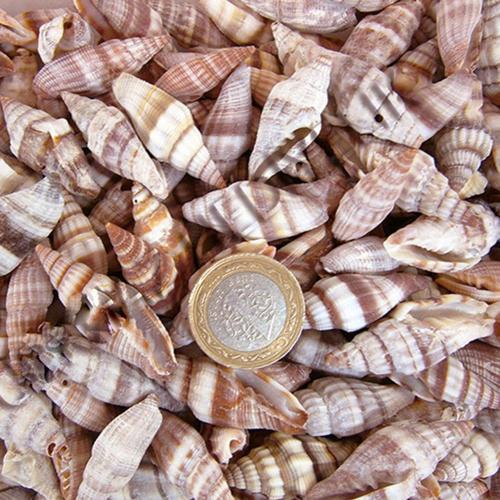Mitra Sanguisuga Kiloluk Deniz Kabuğu (1 KG)