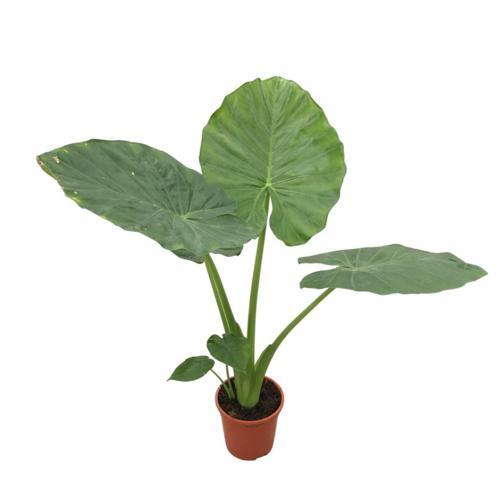 Alocasia Macrorrhiza (Fil Kulağı)