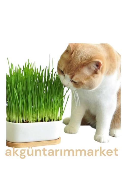 Kedi Çimi Için Doğal Buğday Tohumu 500 Gr