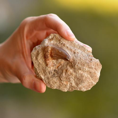 Kalkerli Timsah Dişi Fosili - ( Mosasaurus Dişi )
