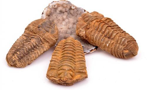 Trilobit Taşı Fosil ( Böcek Fosili )
