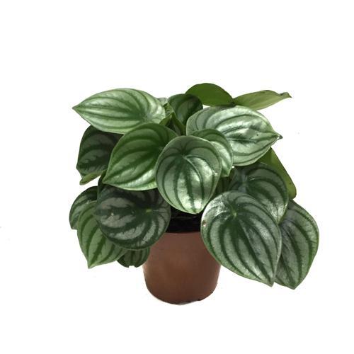 Peperomia Argyreia
