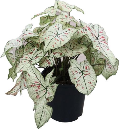 Caladium 'Cranberry' (Kaladyum Çiçeği)