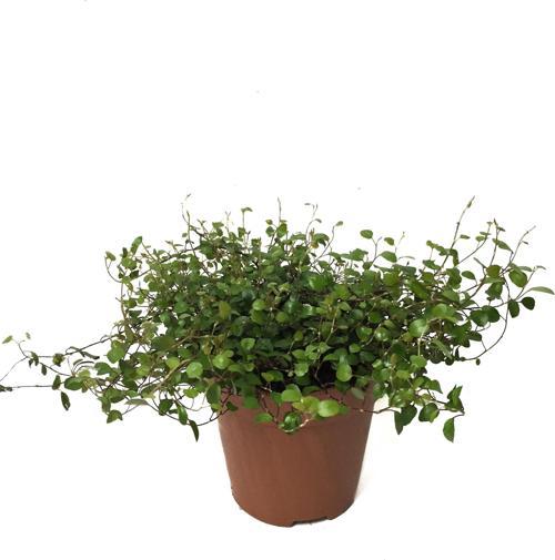 Muehlenbeckia Maori (Avusturya Sarmaşığı)
