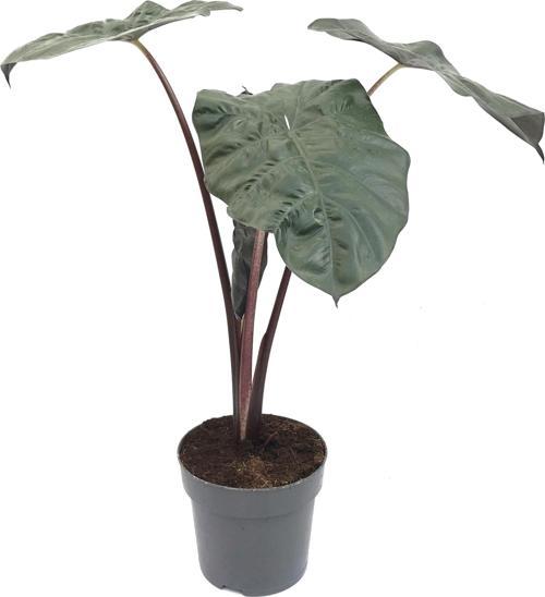 Alocasia Sarawakensis 'Yucatan Princess' (Fil Kulağı)