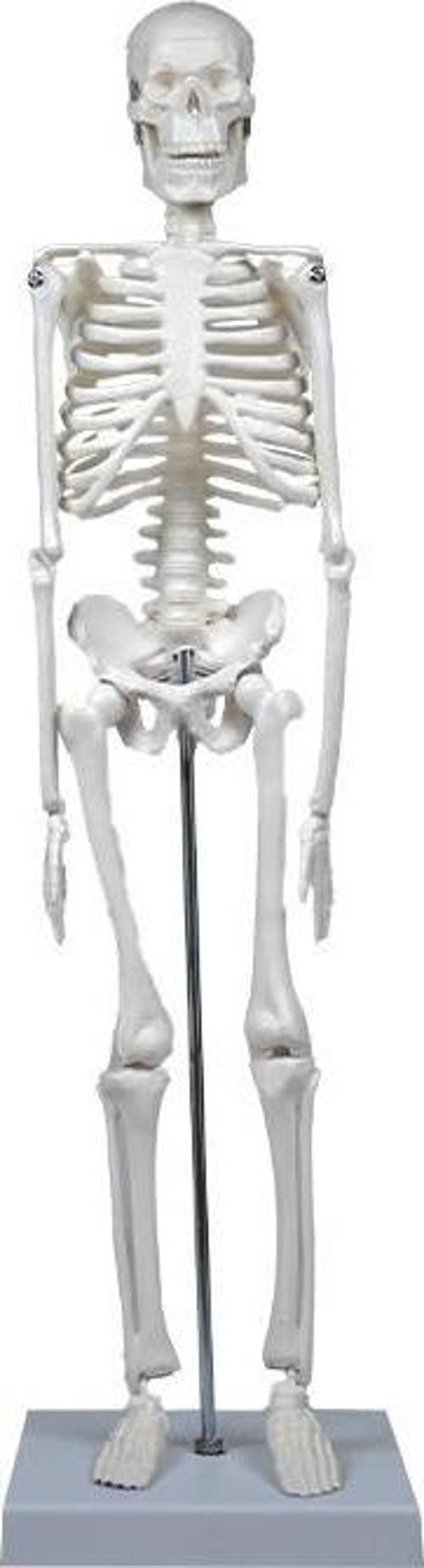 İskelet Modeli 45 Cm