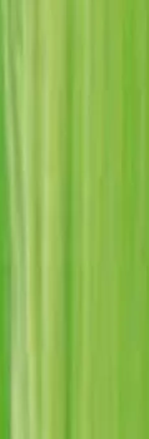 Cyrl Studio Akrilik Boya 75ml Chrom Yesil Acik