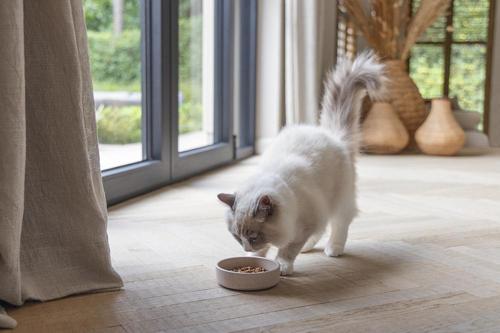 DBL Kedi Mama Su Kabı, Bambu, Bej 12cm, 250ml