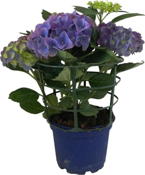 Hydrangea Macrophylla 'Blue' (Mavi Ortanca)