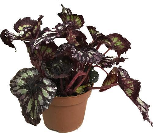 Begonia Rex 'Yamileth' (Begonya)
