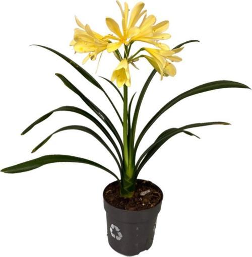 Clivia Miniata 'Yellow' (Klivya Çiçeği)