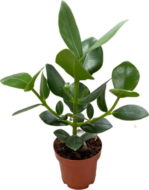 Clusia Rosea (İmza Çiçeği)