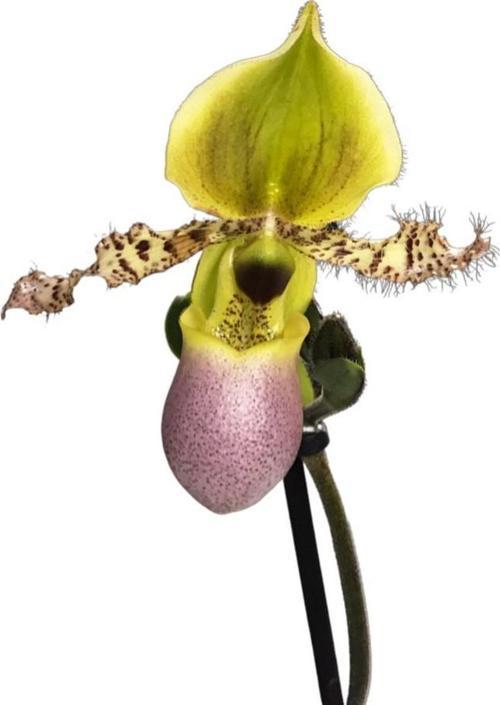 Paphiopedilum Liemianum (Terlik Orkide)