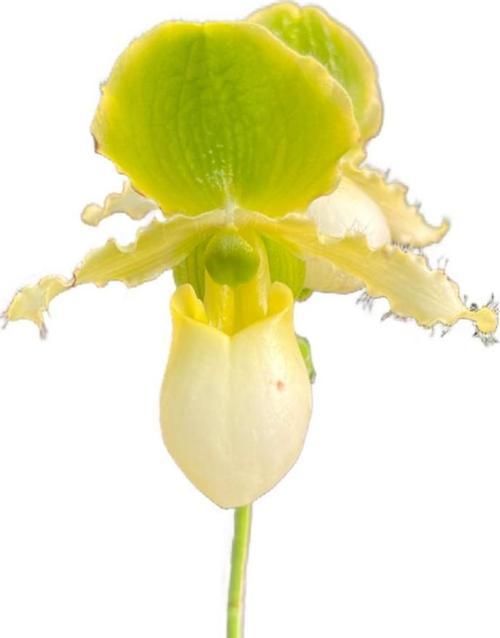 Paphiopedilum Primulinum (Terlik Orkide)