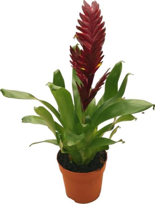 Vriesea Intenso 'Burgundy' (Alev Kılıcı Çiçeği)