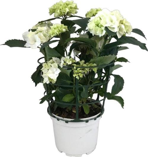 Hydrangea Macrophylla 'White' (Beyaz Ortanca)