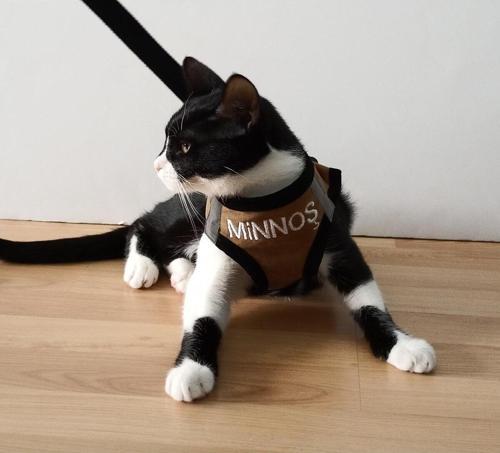 Kedi Köpek Göğüs Tasma Seti