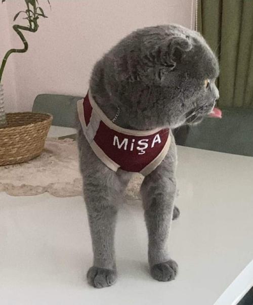 Kedi Köpek Göğüs Tasma Seti