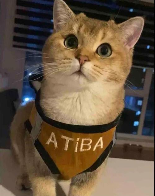 Kedi Köpek Göğüs Tasma Seti Isimli