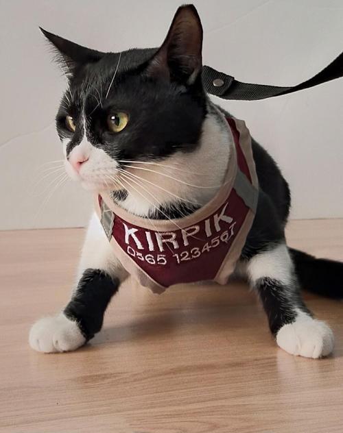 Kedi Tasması