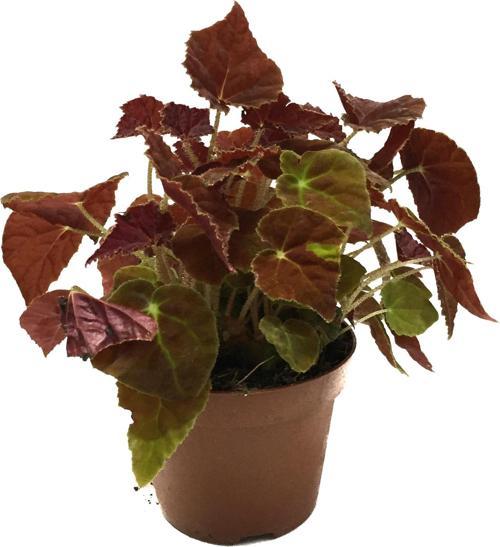 Begonia Rex 'Autumn Ember' (Begonya)