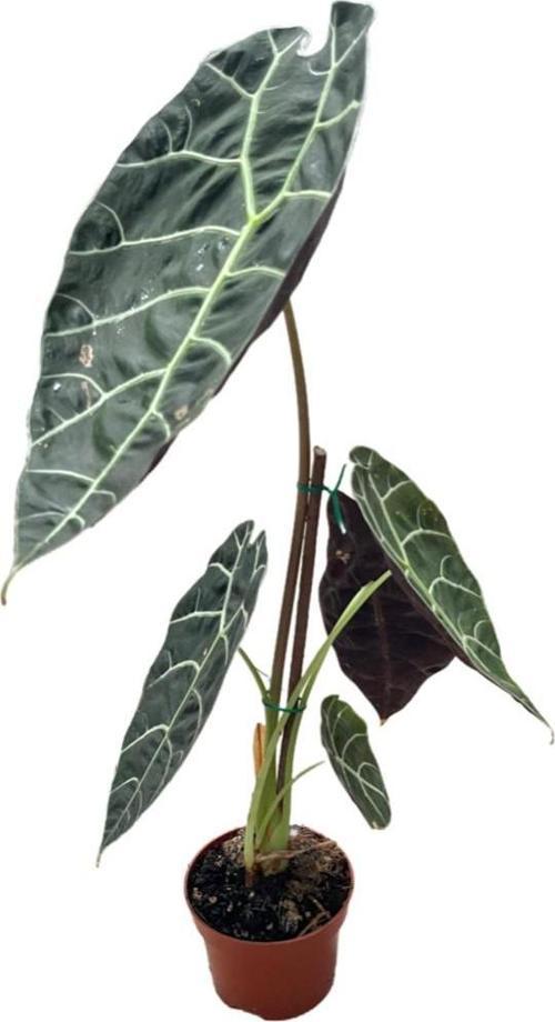Alocasia Watsoniana (Fil Kulağı)