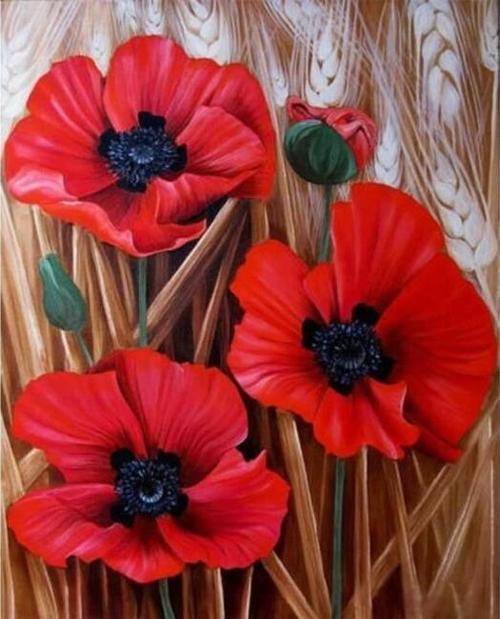 Canvas Başak ve Gelincik Renkli Sayılarla Boyama Seti  Kasnaklı 50 x 65 cm