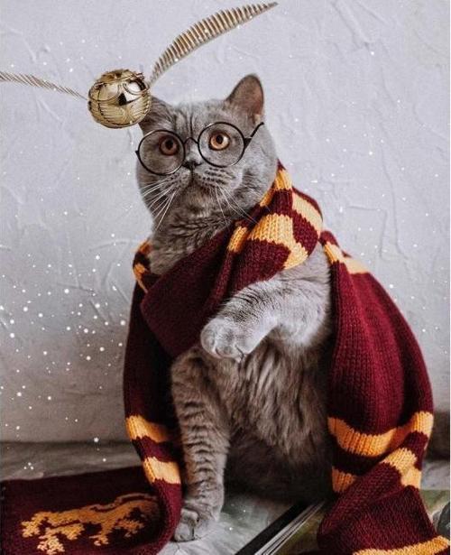 Canvas Atkılı Kedi Sayılarla Boyama Seti  Kasnaklı 70 x 90 cm