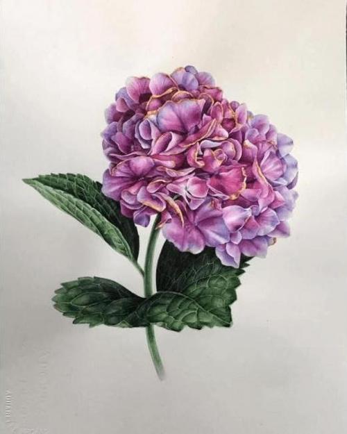 Canvas Güzel Ortanca 1 Sayılarla Boyama Seti  Kasnaklı 70 x 90 cm