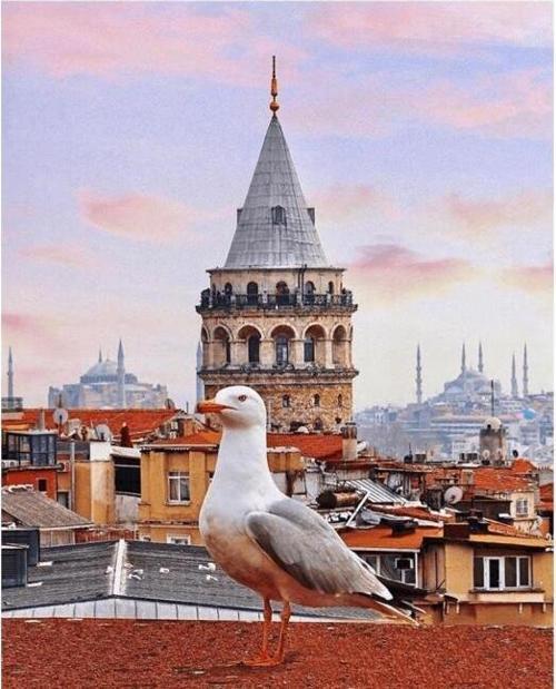 Canvas Galata Kulesi ve Martı Sayılarla Boyama Seti  Kasnaklı 90 x 110 cm