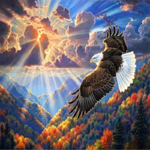 Canvas Kartal Sayılarla Boyama Seti Kasnaklı 50 x 65 cm