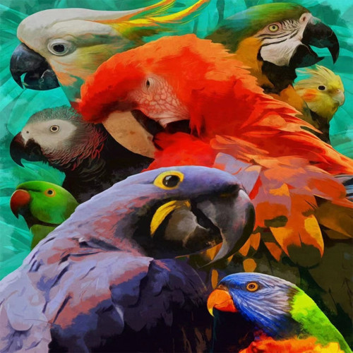 Canvas Renkli Papağanlar Sayılarla Boyama Seti Kasnaklı 90 x 110 cm