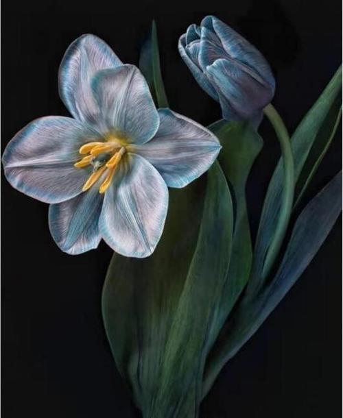 Canvas Yaşam Çiçeği 2 Sayılarla Boyama  Seti  Kasnaklı 60 x 75 cm