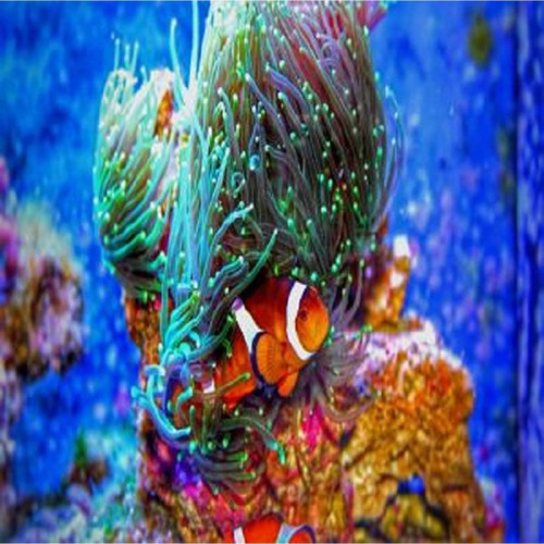 Canvas Kayıp Balık Nemo Sayılarla Boyama Seti Kasnaklı 60 x 75 cm