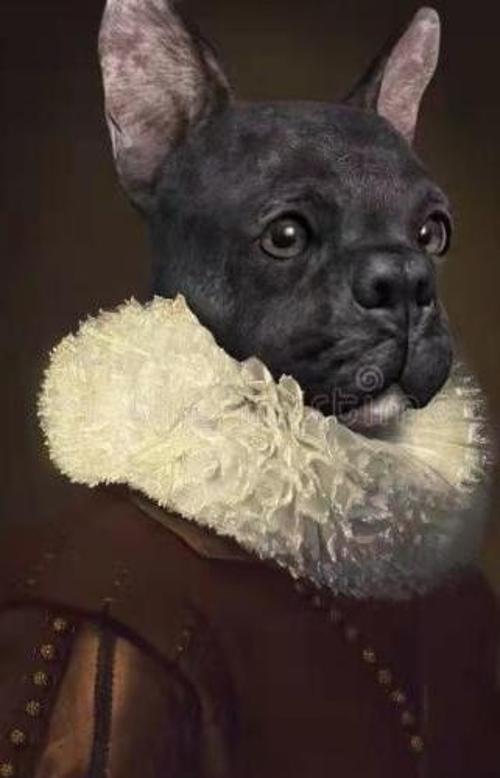 Canvas Asil Köpek Sayılarla Boyama Seti   Kasnaklı 40 x 50 cm